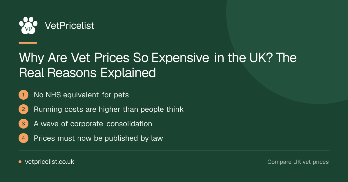 Why Are Vet Prices So Expensive in the UK? The Real Reasons Explained